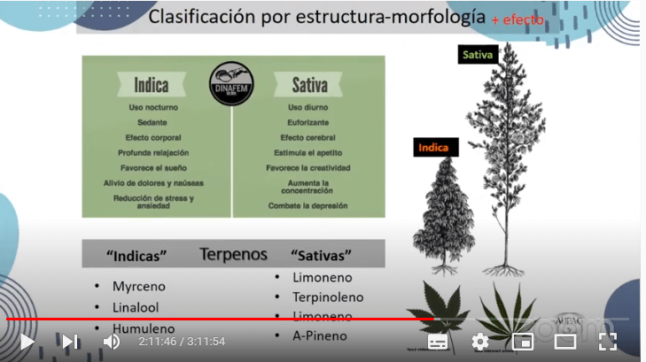 Clasificación cannabis (1)