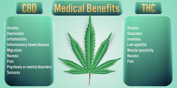 Como actúa el THC