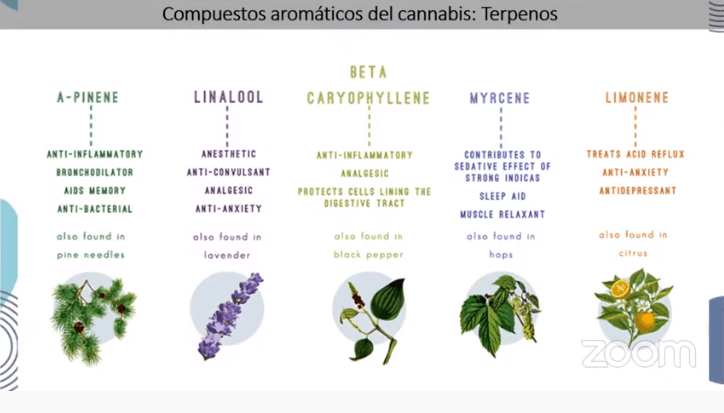 Terpenos (2)