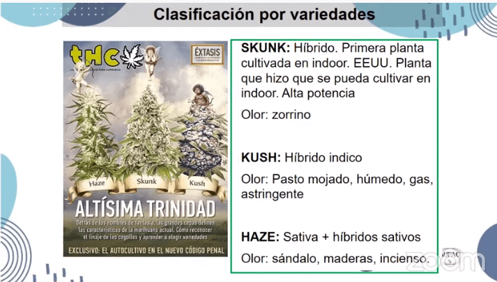 Variedades cannabis (1)